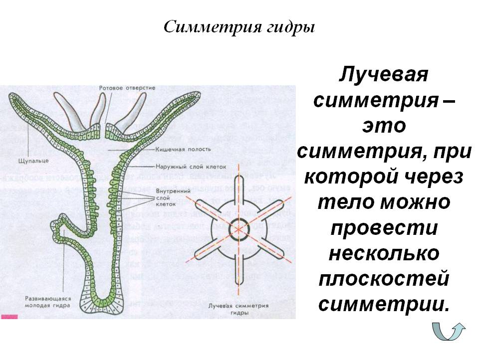 Кракен это современный даркнет маркетплейс