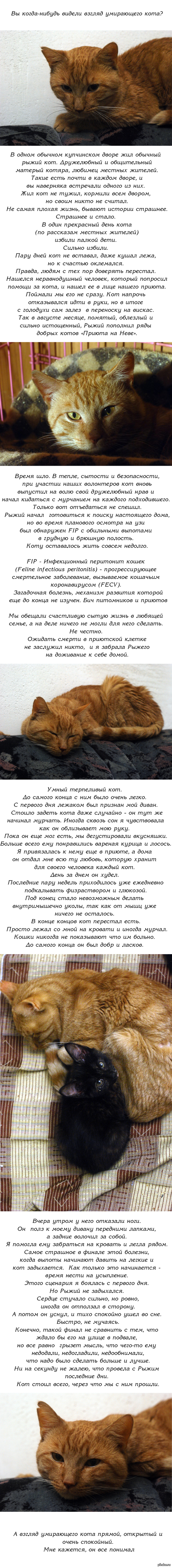 Ссылки для даркнета