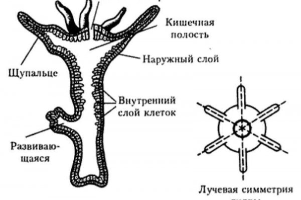 Кракен маркетплейс зеркало